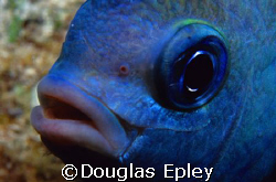 the most evil animal in the sea, a damselfish guarding hi... by Douglas Epley 